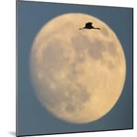 Sandhill crane (Antigone canadensis) flying against moon, Soccoro, New Mexico, USA-Panoramic Images-Mounted Photographic Print