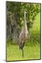 Sandhill Crane Bird, Everglades, Florida, USA-Michael DeFreitas-Mounted Photographic Print