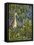 Sandhill Crane Colt Out Foraging, Florida-Maresa Pryor-Framed Stretched Canvas