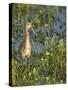 Sandhill Crane Colt Out Foraging, Florida-Maresa Pryor-Stretched Canvas