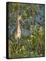 Sandhill Crane Colt Out Foraging, Florida-Maresa Pryor-Framed Stretched Canvas