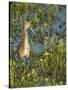 Sandhill Crane Colt Out Foraging, Florida-Maresa Pryor-Stretched Canvas