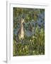 Sandhill Crane Colt Out Foraging, Florida-Maresa Pryor-Framed Photographic Print