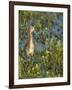 Sandhill Crane Colt Out Foraging, Florida-Maresa Pryor-Framed Photographic Print