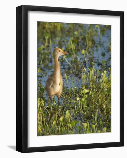 Sandhill Crane Colt Out Foraging, Florida-Maresa Pryor-Framed Photographic Print