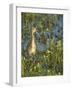 Sandhill Crane Colt Out Foraging, Florida-Maresa Pryor-Framed Photographic Print