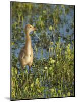 Sandhill Crane Colt Out Foraging, Florida-Maresa Pryor-Mounted Photographic Print