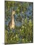 Sandhill Crane Colt Out Foraging, Florida-Maresa Pryor-Mounted Photographic Print