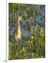 Sandhill Crane Colt Out Foraging, Florida-Maresa Pryor-Framed Photographic Print