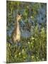 Sandhill Crane Colt Out Foraging, Florida-Maresa Pryor-Mounted Photographic Print