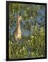 Sandhill Crane Colt Out Foraging, Florida-Maresa Pryor-Framed Photographic Print