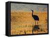 Sandhill Crane drinking in pond, Bosque del Apache National Wildlife Refuge, Socorro, New Mexico-Larry Ditto-Framed Stretched Canvas