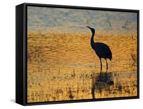 Sandhill Crane drinking in pond, Bosque del Apache National Wildlife Refuge, Socorro, New Mexico-Larry Ditto-Framed Stretched Canvas