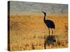 Sandhill Crane drinking in pond, Bosque del Apache National Wildlife Refuge, Socorro, New Mexico-Larry Ditto-Stretched Canvas
