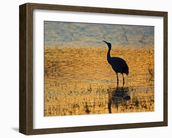 Sandhill Crane drinking in pond, Bosque del Apache National Wildlife Refuge, Socorro, New Mexico-Larry Ditto-Framed Photographic Print