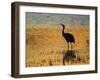 Sandhill Crane drinking in pond, Bosque del Apache National Wildlife Refuge, Socorro, New Mexico-Larry Ditto-Framed Photographic Print