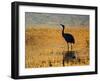 Sandhill Crane drinking in pond, Bosque del Apache National Wildlife Refuge, Socorro, New Mexico-Larry Ditto-Framed Photographic Print