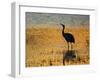 Sandhill Crane drinking in pond, Bosque del Apache National Wildlife Refuge, Socorro, New Mexico-Larry Ditto-Framed Photographic Print