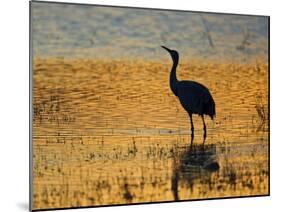 Sandhill Crane drinking in pond, Bosque del Apache National Wildlife Refuge, Socorro, New Mexico-Larry Ditto-Mounted Photographic Print