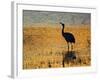 Sandhill Crane drinking in pond, Bosque del Apache National Wildlife Refuge, Socorro, New Mexico-Larry Ditto-Framed Photographic Print