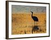 Sandhill Crane drinking in pond, Bosque del Apache National Wildlife Refuge, Socorro, New Mexico-Larry Ditto-Framed Photographic Print