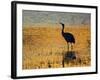 Sandhill Crane drinking in pond, Bosque del Apache National Wildlife Refuge, Socorro, New Mexico-Larry Ditto-Framed Photographic Print