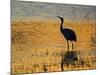 Sandhill Crane drinking in pond, Bosque del Apache National Wildlife Refuge, Socorro, New Mexico-Larry Ditto-Mounted Photographic Print