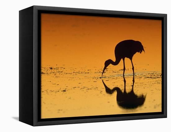 Sandhill Crane, Feeding at Sunset, Florida, USA-Lynn M. Stone-Framed Stretched Canvas