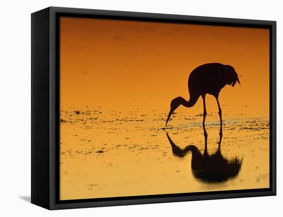 Sandhill Crane, Feeding at Sunset, Florida, USA-Lynn M. Stone-Framed Stretched Canvas
