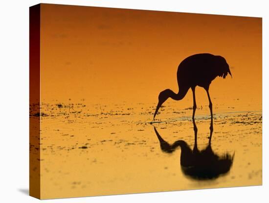 Sandhill Crane, Feeding at Sunset, Florida, USA-Lynn M. Stone-Stretched Canvas