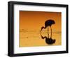 Sandhill Crane, Feeding at Sunset, Florida, USA-Lynn M. Stone-Framed Premium Photographic Print