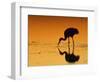 Sandhill Crane, Feeding at Sunset, Florida, USA-Lynn M. Stone-Framed Premium Photographic Print