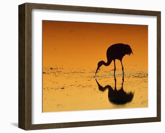 Sandhill Crane, Feeding at Sunset, Florida, USA-Lynn M. Stone-Framed Photographic Print