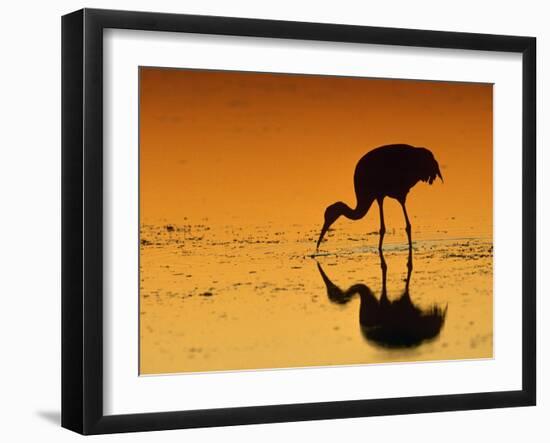 Sandhill Crane, Feeding at Sunset, Florida, USA-Lynn M. Stone-Framed Photographic Print