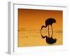 Sandhill Crane, Feeding at Sunset, Florida, USA-Lynn M. Stone-Framed Photographic Print