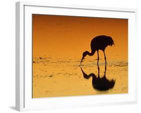 Sandhill Crane, Feeding at Sunset, Florida, USA-Lynn M. Stone-Framed Photographic Print