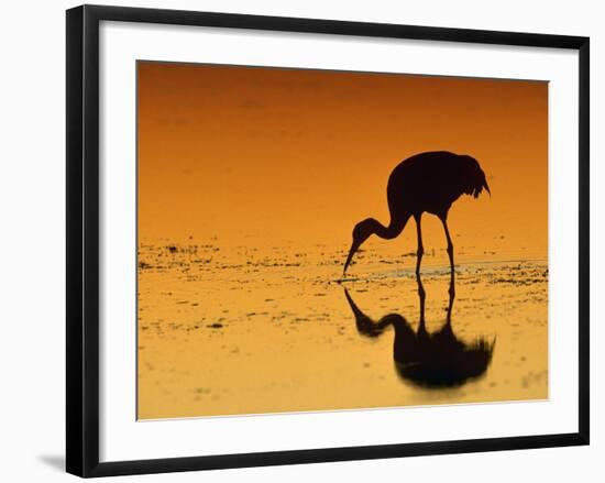 Sandhill Crane, Feeding at Sunset, Florida, USA-Lynn M. Stone-Framed Photographic Print