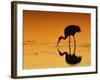 Sandhill Crane, Feeding at Sunset, Florida, USA-Lynn M. Stone-Framed Photographic Print