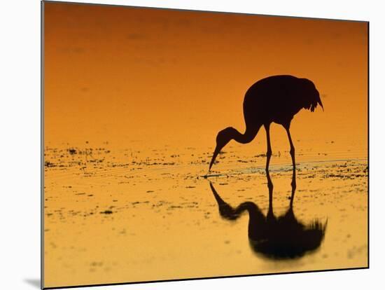 Sandhill Crane, Feeding at Sunset, Florida, USA-Lynn M. Stone-Mounted Photographic Print