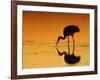 Sandhill Crane, Feeding at Sunset, Florida, USA-Lynn M. Stone-Framed Photographic Print