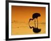 Sandhill Crane, Feeding at Sunset, Florida, USA-Lynn M. Stone-Framed Photographic Print