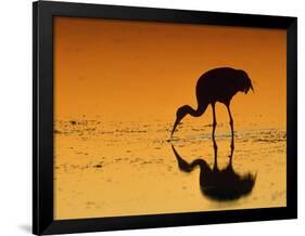 Sandhill Crane, Feeding at Sunset, Florida, USA-Lynn M. Stone-Framed Photographic Print