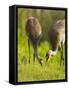 Sandhill Crane Feeding with Chick, Grus Canadensis, Viera Wetlands, Florida, USA-Maresa Pryor-Framed Stretched Canvas