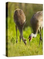 Sandhill Crane Feeding with Chick, Grus Canadensis, Viera Wetlands, Florida, USA-Maresa Pryor-Stretched Canvas