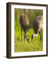 Sandhill Crane Feeding with Chick, Grus Canadensis, Viera Wetlands, Florida, USA-Maresa Pryor-Framed Photographic Print