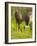 Sandhill Crane Feeding with Chick, Grus Canadensis, Viera Wetlands, Florida, USA-Maresa Pryor-Framed Photographic Print