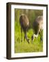 Sandhill Crane Feeding with Chick, Grus Canadensis, Viera Wetlands, Florida, USA-Maresa Pryor-Framed Photographic Print