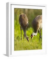 Sandhill Crane Feeding with Chick, Grus Canadensis, Viera Wetlands, Florida, USA-Maresa Pryor-Framed Photographic Print