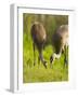 Sandhill Crane Feeding with Chick, Grus Canadensis, Viera Wetlands, Florida, USA-Maresa Pryor-Framed Photographic Print