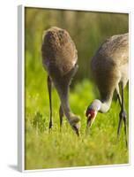 Sandhill Crane Feeding with Chick, Grus Canadensis, Viera Wetlands, Florida, USA-Maresa Pryor-Framed Photographic Print